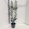 Ilex meserv. Blue Maid Pot 3 Liter 50 - 60 cm