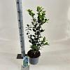 Ilex meserv. Blue Maid Pot 3 Liter 50 - 60 cm