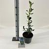 Ilex meserv. 'Blue Prince' Pot 3 Liter 30 - 40 cm