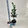 Ilex meserv. 'Blue Princess' Pot 3 Liter 30 - 40 cm