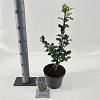 Ilex meserv. 'Blue Princess' Pot 3 Liter 30 - 40 cm