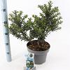Ilex meserv. Gentle Pot 5 Liter 30 - 40 cm