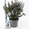 Ilex meserv. Gentle Pot 5 Liter 30 - 40 cm