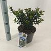 Ilex meserv. Gentle Pot 3 liter 25-30cm