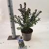 Ilex meserv. Gentle Pot 3 liter 25-30cm