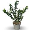 Ilex meserv. Heckenfee Pot 4 Liter 40 - 60 cm