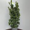 Ilex meserv. Heckenfee Pot 10 liter 80 - 100 cm