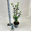 Ilex meserv. 'Heckenpracht' Pot 3 Liter 30 - 40 cm