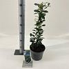 Ilex meserv. 'Heckenpracht' Pot 3 Liter 30 - 40 cm