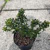 Ilex meserv. 'Horstmann Mini' Pot 2 Liter 10 - 20 cm
