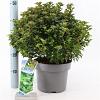 Ilex meserv. Little Rascal Pot 5 Liter 30 - 40 cm