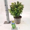 Ilex meserv. Little Rascal Pot 3 liter 20-25cm 