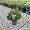 Ilex meserv. Little Rascal Pot 3 liter 20-25cm 
