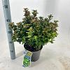 Ilex meserv. Little Rascal Pot 3 liter 20-25cm 