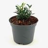 Ilex vomitoria 'Dwarf' Pot 2 Liter