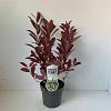 Itea virginica 'Henry's Garnet' Pot 2 liter 25-30cm