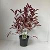 Itea virginica 'Henry's Garnet' Pot 2 liter 25-30cm