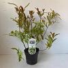 Itea virginica 'Henry's Garnet' Pot 2 liter 25-30cm