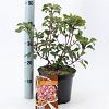 Kalmia lat. 'Bandeau' Pot 4 liter 25-30cm
