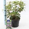 Kalmia lat. 'Black Label' Pot 4 liter 25-30cm