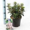 Kalmia lat. 'Elf' Pot 3 liter 25-30cm