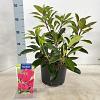 Kalmia lat. 'Kardinal' Pot 4 liter 25-30cm