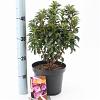 Kalmia lat. 'Little Linda' Pot 3 liter 25-30cm
