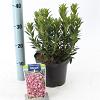 Kalmia lat. 'Minuet' Pot 3 liter 25-30cm