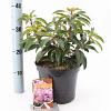 Kalmia lat. 'Moyland' Pot 4 liter 25-30cm