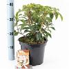 Kalmia lat. 'Peppermint' Pot 4 liter 25-30cm