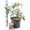 Kalmia lat. 'Schokra' Pot 4 liter 25-30cm