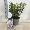 Kalmia lat. 'Tiddlywinks' Pot 3 liter 25-30cm