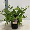 Kolkwitzia amabilis 'Pink Cloud' Pot 2 Liter40 - 50 cm