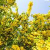 Laburnum anagyroides Pot 7,5 Liter 175 - 200 cm