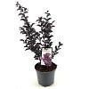 Lagerstroemia Black Solit. Series Pot 3 Liter 40 - 50 cm