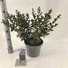 Lagerstroemia i. Choco Pink Pot 5 Liter 50 - 60 cm