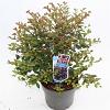 Lagerstroemia i. Choco Pink Pot 5 Liter 50 - 60 cm