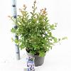 Lagerstroemia i. With Love Babe Pot 5 Liter 40 - 60 cm