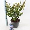 Lagerstroemia i. With Love Babe Pot 5 Liter 40 - 60 cm
