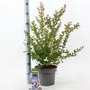 Lagerstroemia i. With Love Babe Pot 5 Liter 40 - 60 cm