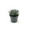 Lavandula int. 'Grosso' Pot 2 Liter