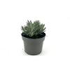 Lavandula int. Phenomenal Pot 2 Liter