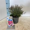 Leptospermum scop. Larouge Pot 2 Liter30 - 40 cm