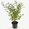 Lespedeza thunbergii Pot 3 Liter 40 - 50 cm