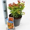 Leucothoe axillaris Curly Gold Pot 2 Liter 20 - 30 cm