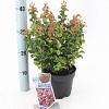 Leucothoe axillaris 'Curly Red' Pot 2 Liter 20 - 30 cm