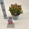 Leucothoe axillaris 'Curly Red' Pot 2 Liter 20 - 30 cm