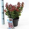 Leucothoe axillaris 'Curly Red' Pot 2 Liter 20 - 30 cm