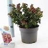 Leucothoe axillaris 'Curly Red' Pot 2 Liter 20 - 30 cm