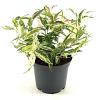 Leucothoe f. 'Rainbow' Pot 2 Liter 20 - 30 cm